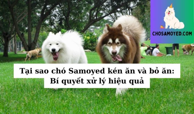 Tại sao chó Samoyed kén ăn và bỏ ăn Bí quyết xử lý hiệu quả