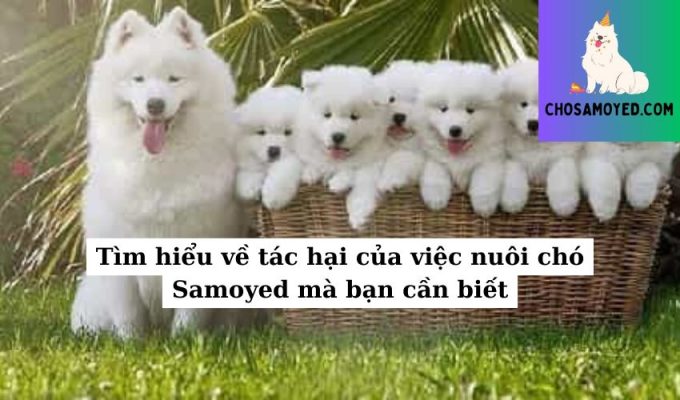 Tìm hiểu về tác hại của việc nuôi chó Samoyed mà bạn cần biết