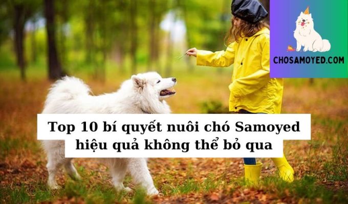 Top 10 bí quyết nuôi chó Samoyed hiệu quả không thể bỏ qua