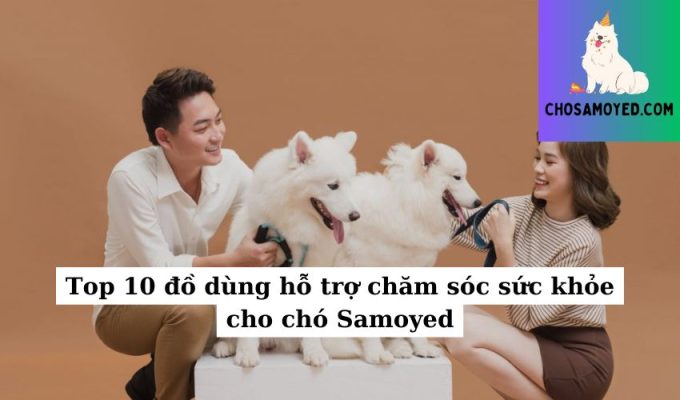 Top 10 đồ dùng hỗ trợ chăm sóc sức khỏe cho chó Samoyed