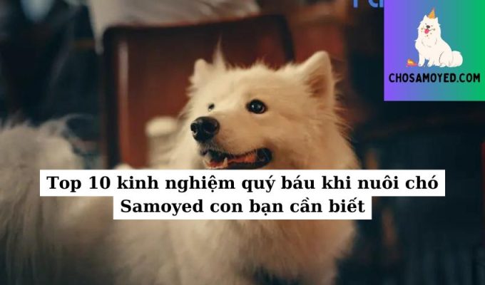 Top 10 kinh nghiệm quý báu khi nuôi chó Samoyed con bạn cần biết